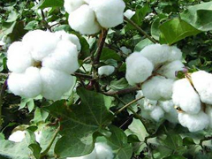 國際棉價上漲 土耳其越南現(xiàn)大量毀約圖片